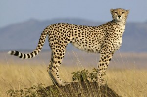 guépard